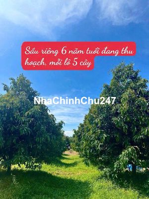 EM CHÍNH CHỦ BÁN NHANH MIẾNG ĐẤT THỔ CƯ ĐẠ TEH - LÂM ĐỒNG 450 TRIỆU