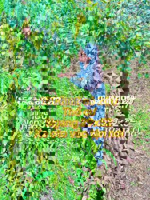 chính chủ đang nợ ngân hàng bán gấp mãnh vườn trả nợ