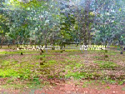 Chủ ngộp thở oxi cần bán lô đất vườn trái cây 2,7ha giá 139tr/xào