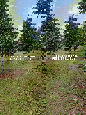 🌳 Chính chủ cần bán 1000m² vườn cây ăn trái ngay trung tâm phường Bình