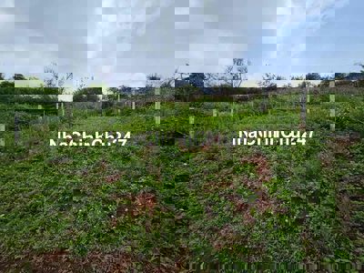 Chính Chủ Bán Măng Lin Phường 7 Đà Lạt View Đồi Thông, Thung Lủng  Đep