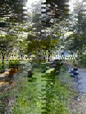 Chủ Bán Gấp Đất Huỳnh Tấn Phát Quận 7 DT 50m2 Chỉ 2.x tỷ Có GPXD3 Tầng