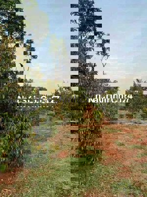 Chính Chủ Cần nhượng lại đất vườn 1500m2 /giá 200tr vườn sẵn gốc sầu