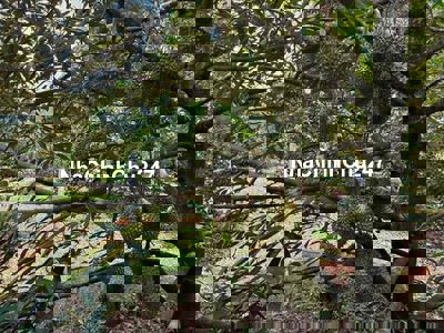 CHỦ KẸT RA GẤP 1,5 SÀO - VƯỜN SẦU RIÊNG