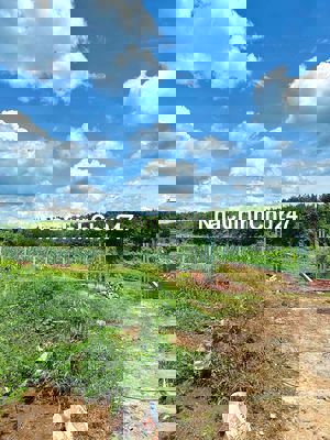 chính chủ ngộp bán gấp mãnh đất view sông tại TP HCM