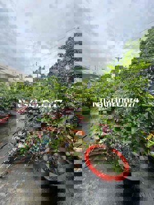 Tin Thật 100%! Chính Chủ Bán 174m2 Mặt Tiền Đông Minh Chỉ 3.55 Tỷ