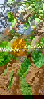 bán đất chính chủ