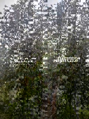 HÀNG NGỘP – CHỦ CẦN TIỀN BÁN GẤP 2.2 SÀO ĐẤT ĐẠ TẺH – QUỐC OAI