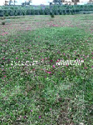 Chính chủ bán gấp dt 126m2 giá 546tr Tiền Giang