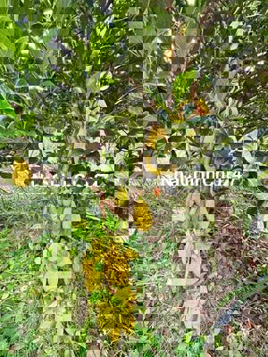 chính chủ ngộp ngân hàng bán gấp mãnh đất làm vườn