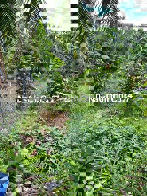 Chính Chủ Cần Bán Đất Gấp