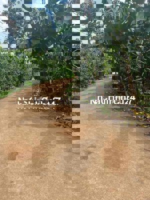 Cần bán đất chính chủ