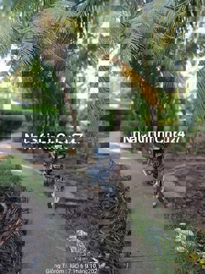 ĐẤT ĐẸP– CHÍNH CHỦ CẦN BÁN ĐẤT VƯỜN DỪA TẠI  Ấp 3, Xã Phước Long