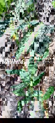 Cần bán đất chính chủ