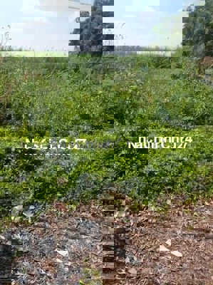 Chính chủ bán gấp đất mặt tiền tỉnh lộ 865, Tân Phước Tiền Giang