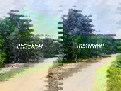 Chủ ngộp Bán đất xào (14.858m2)Tân Phước - Gần biển Lagi Giá: 0,2tr.m2