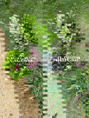 CHÍNH CHỦ CẦN TIỀN bán 629tr Đất Di Linh Sổ Hồng, Vay 65%, View