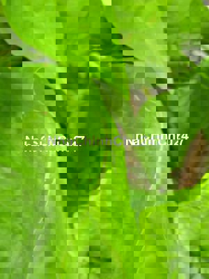 Đất chính chủ Cách cầu sắt Nguyễn Thái Sơn gò vấp 500m