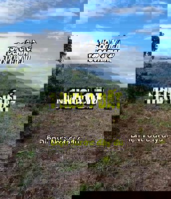 [CHÍNH CHỦ] BÁN 1 HEC 1 ĐẤT RẪY ĐÃ TRỒNG CÀ & CAU ĐƯỜNG LỚN