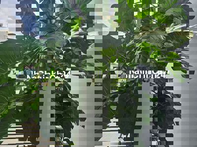 Đất thổ cư trung tâm Gò Vấp cần chuyển nhượng (chính chủ)