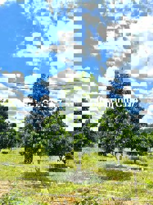 Chủ Gửi Mảnh Đất Vườn Có trồng sẵn mít 1000m2 giá hơn 400 xíu xiuu thô
