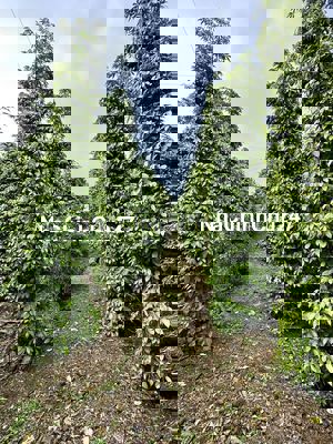 CHÍNH CHỦ CẦN BÁN VƯỜN CÀ PHÊ, SẦU RIÊNG TẠI ĐẠI LÀO