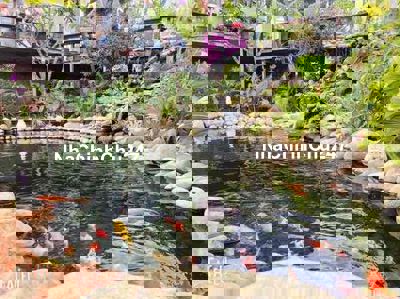 Chủ đang nợ ngân hàng bán Ngộp 60% view rừng thông, có hồ cá koi