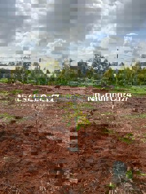 Cần bán đất đỏ đẹp 16000m2 ( 1 mẫu 6) có sầu riêng (CHÍNH CHỦ)