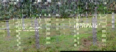 Chính chủ bán lô đất 8m × 32m = 252m thổ cư 102m ,đã lên nền ,đóng rào