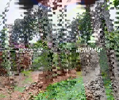 Chính chủ cần bán gấp đất "nở hậu" khủng (32mx70m) mặt tiền TL671