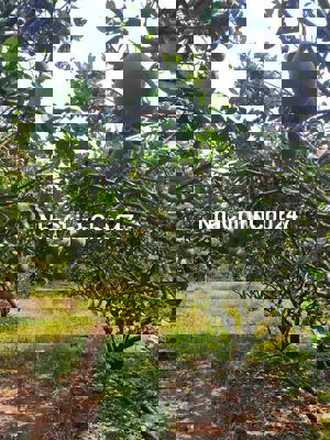 Chính chủ cần bán Đất vườn bưởi da xanh ở Xuân Lộc Đồng Nai