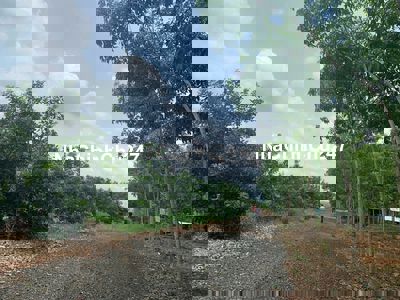 Chính chủ bán 1 sào chôm chôm, sổ riêng