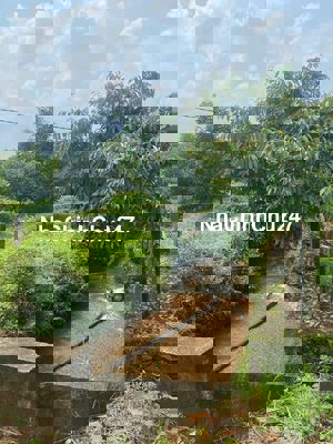 Chủ ở xa muốn bán gấp vườn cây ăn trái 1000m2 giá 190tr