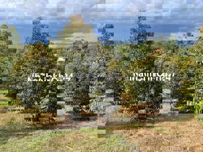 Chủ ngộp quá cần bán gấp miếng vườn sầu riêng nằm ngay mặt tiền