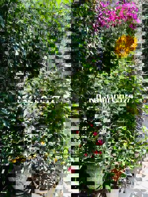 Đất thổ cư 800 m2, sổ đỏ, tôi chính chủ.