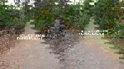 cần bán 550 chính chủ