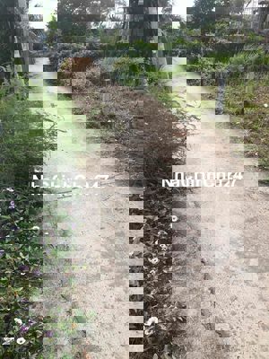 Bán đất chính chủ ở Lộc Trung, Xã mỹ lộc