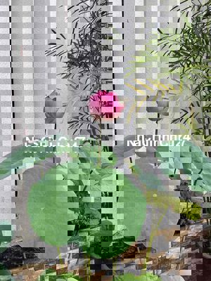 Chính chủ bán nhà chưa qua đầu tư Mt đường 185 Phước Long B