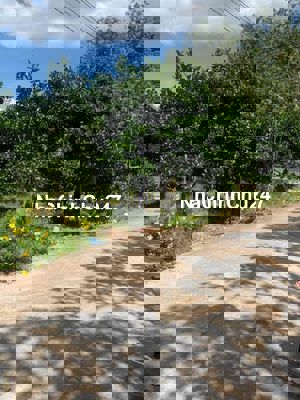 Chủ Ngộp Cần Sang Nhượng Lại Lô Đất Vườn Mít Đang Ra Trái