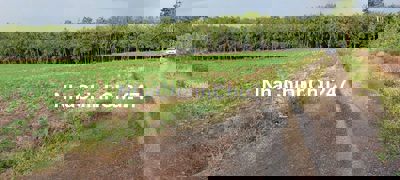 Chính Chủ bán thanh lý lô đất sào giá 199tr tại Lộc Ninh, Bình Phước