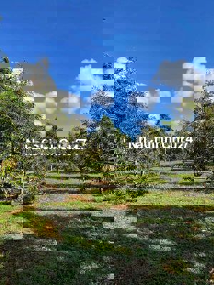 Chính chủ bán đất rẫy Eatu đường Nguyễn Xuân Nguyên, vành đai 14/26