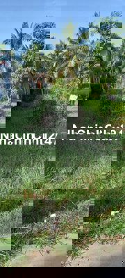 Bán đất chính chủ xã mỹ thạnh an tp bến tre .