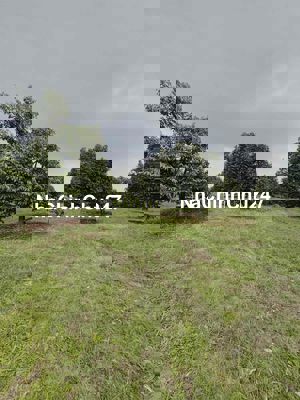 CHÍNH CHỦ CẦN BÁN VƯỜN SẦU RIÊNG 300 gốc