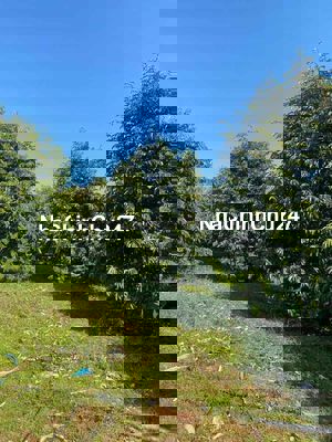 📍BÁN ĐẤT CHÍNH CHỦ VƯỜN SẦU RIÊNG LÂU NĂM