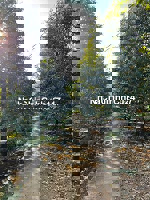 Chính chủ bán rẫy sầu riêng 7 năm, 300 cây sầu thái và musangking