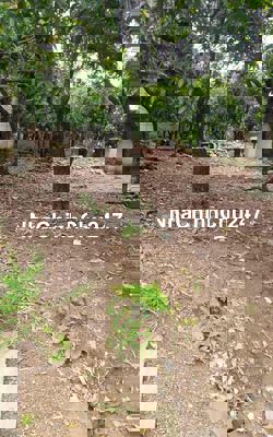 Chính chủ / sổ hồng  riêng /250m2/ thổ cư