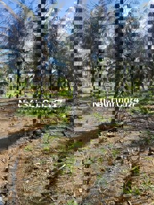 Chính Chủ MT QL 60 Cũ 1,7ty/1C, 15m x170m