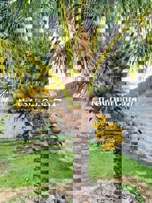 CHÍNH CHỦ BÁN NHÀ VƯỜN HÒA LONG - TP. BÀ RỊA