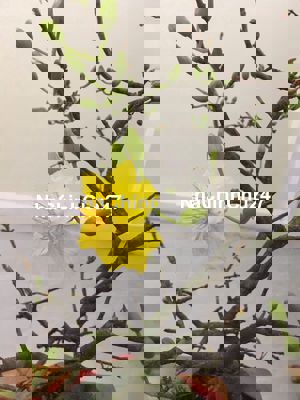 CHÍNH CHỦ bán nhà Yên lộ Yên Nghĩa Hà Đông