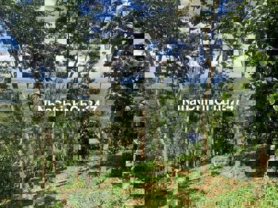 Chủ cần xoay vốn giảm giá mạnh 7800m² đất vườn gần TP Bảo Lộc